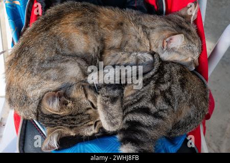 Deux chatons tabby gris dorment câlés ensemble sur un sac coloré Banque D'Images