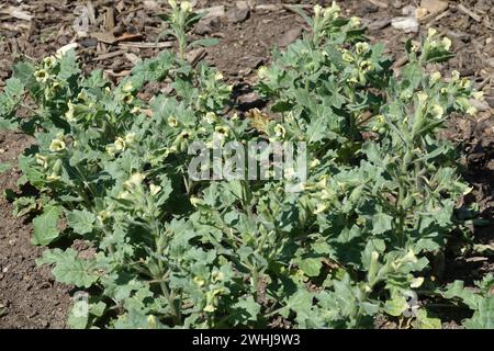 Hyoscyamus niger jusquiame noire, Banque D'Images