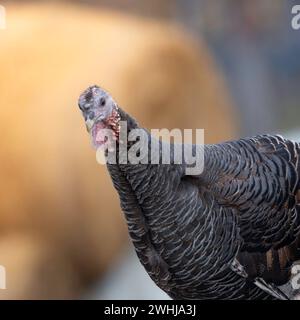 Portrait de dinde curieuse, image prise dans une ferme (Meleagris gallopavo) Banque D'Images