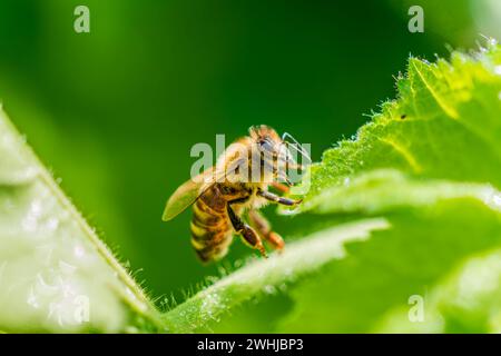 Abeille ou abeille. Abeille à miel occidentale ou européenne (Apis mellifera) relaxant sur fond de nature verte Banque D'Images