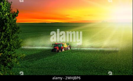 Agriculteur travaillant sur le champ de céréales au coucher du soleil. Pulvériser l'engrais du tracteur sur le champ agricole vert Banque D'Images