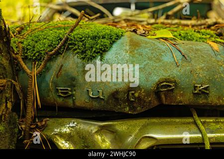 Vieille voiture Buick habillée dans une forêt Banque D'Images