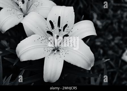 Gros plan sur une fleur, un lis de tigre, en pleine floraison. Banque D'Images