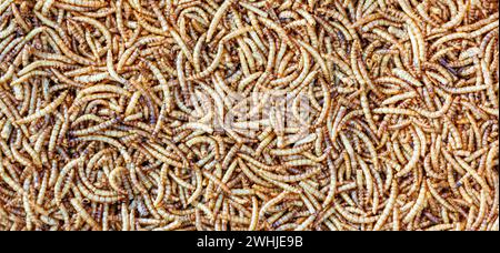 Plein cadre de vers de farine séchés. Fond de vers de farine de texture. Pile de vers pour nourriture pour oiseaux. Banque D'Images