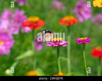 Danaus chrysippus, également connu sous le nom de tigre, reine africaine, ou cap monarque africain d'Afrique du Sud Banque D'Images