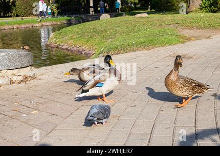 Canards sur le trottoir dans un parc d'automne de près Banque D'Images