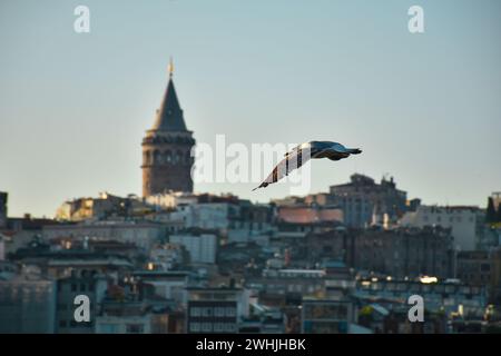 Une mouette volant vers le vieux Istanbul, avec la tour de Galata en arrière-plan Banque D'Images