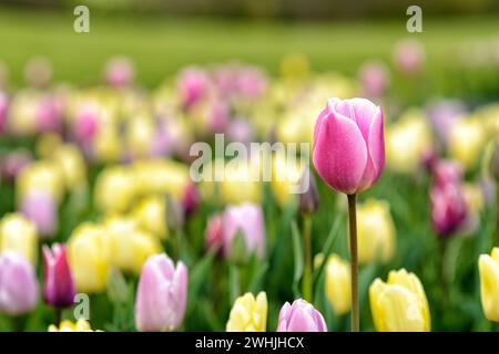 Tulipe pleine fleur au printemps Banque D'Images