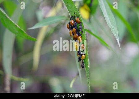 Coccinelles (Coccinellidae) émergeant de la pupe sur une feuille. Banque D'Images