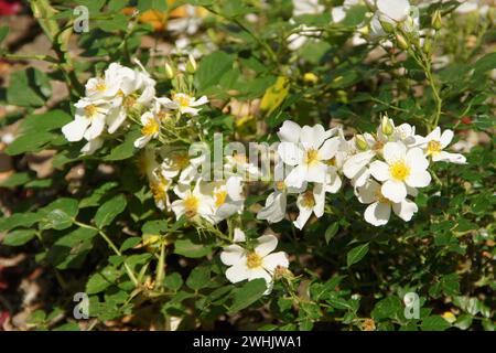 Rosa Sonnenroeschen, dwan rose Banque D'Images