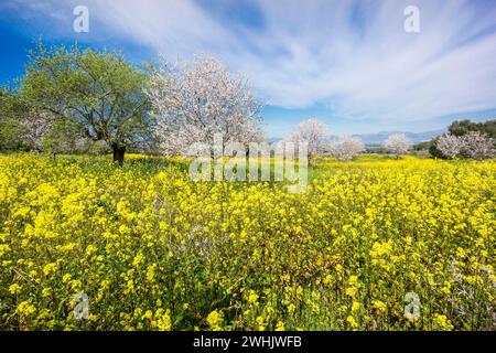 Almendros en flor en un campo de Colza Banque D'Images