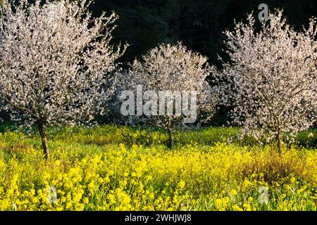 Almendros en flor en un campo de Colza Banque D'Images