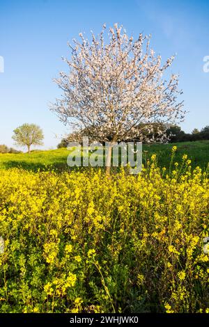 Almendros en flor en un campo de Colza Banque D'Images