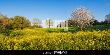 Almendros en flor en un campo de Colza Banque D'Images