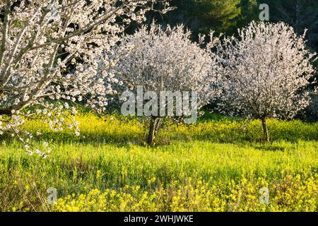 Almendros en flor en un campo de Colza Banque D'Images