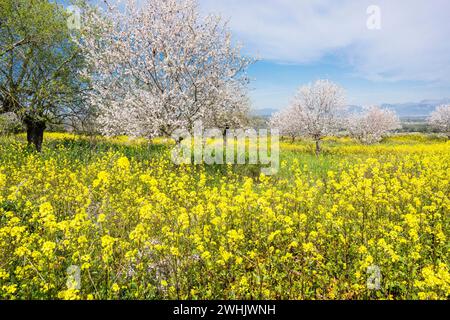 Almendros en flor en un campo de Colza Banque D'Images