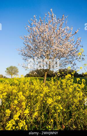 Almendros en flor en un campo de Colza Banque D'Images