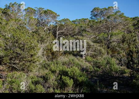 Domaine public CAN Marroig Banque D'Images