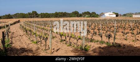 Vignobles du domaine de Terramall Banque D'Images