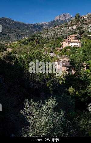 oliveraie et Puig Major en arrière-plan Banque D'Images