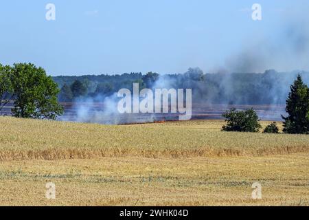 Feu de champ, flammes et fumée sur le champ de blé agricole en feu après une période de chaleur, destruction des cultures et danger pour le surrou Banque D'Images