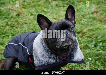 bouledogue français portant une veste d'hiver Banque D'Images