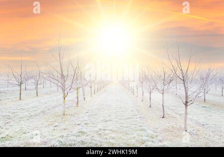 Plantation d'arbres fruitiers avec beau fond de soleil vers le bas. pruniers après une tempête de pluie verglaçante Banque D'Images