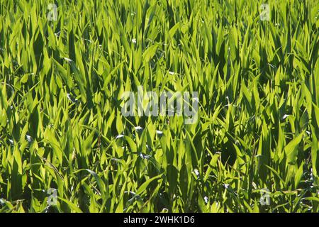 Zea mays, mais, maïs Banque D'Images