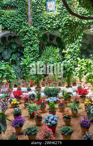 Diverses plantes en pot à fleurs dans une cour, centre historique de Séville, Espagne Banque D'Images