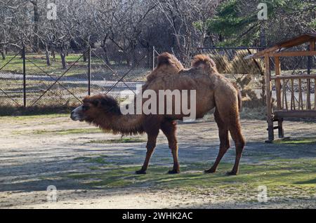 Chameau sur une promenade dans la cour de ferme, Sofia, Bulgarie Banque D'Images