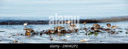 Dunlin (Calidris alpina), turnstone roux (Arenaria interpres) et sandre (Calidris alba), limicoles, oiseaux se nourrissant au bord de la rivière Banque D'Images