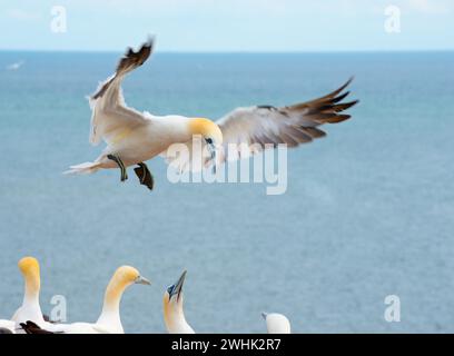 Canet nordique (Morus bassanus) (synonyme : Sula bassana) avec des ailes déployées et des pieds étendus en approche d'atterrissage, plusieurs autres animaux du Banque D'Images