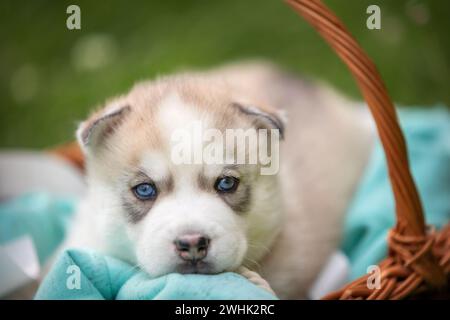 Chiot Husky sibérien mignon avec les yeux bleus dans le panier Banque D'Images