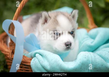 Chiot Husky sibérien mignon avec les yeux bleus dans le panier Banque D'Images