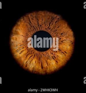 Description : photo macro de l'œil humain sur fond noir. Gros plan de l'oeil de couleur brune femelle. Anatomie structurelle. Détail de l'iris. Filamentes et Pigme Banque D'Images