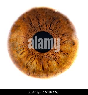 Description : photo macro de l'oeil humain sur fond blanc. Gros plan de l'oeil de couleur brune femelle. Anatomie structurelle. Détail de l'iris. Filamentes et Pigme Banque D'Images