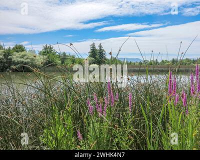 Le lupin violet, communément appelé lupin ou lupin, est dans le pré. Banque D'Images