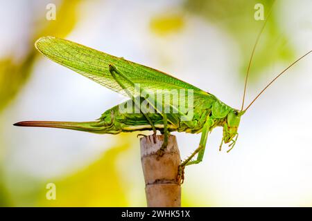 Tettigonia viridissima. Grand vert Bush-cricket. Nymphe femelle assise sur l'herbe. Banque D'Images
