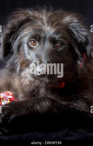 Portrait de chiot de chien noir avec collier rouge Banque D'Images