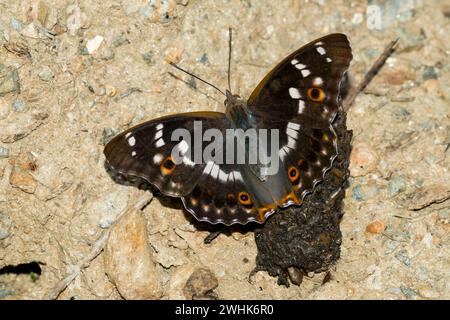 Lesser purple emperor Banque D'Images