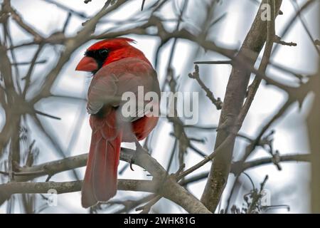 Un cardinal mâle trouvé dans le sud-ouest de l'Ontario, Canada. Banque D'Images