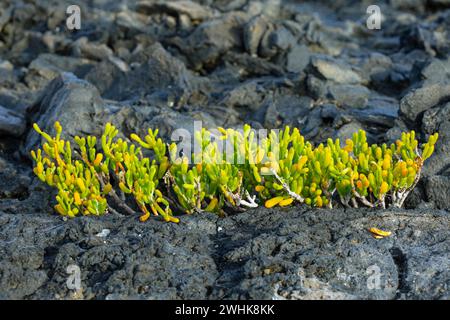 Tetraena fontanesii, plante, Lanzarote Banque D'Images