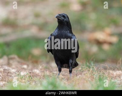 Corbeau commun (Corvus corax) se tient sur le sol et regarde attentivement, Allemagne Banque D'Images