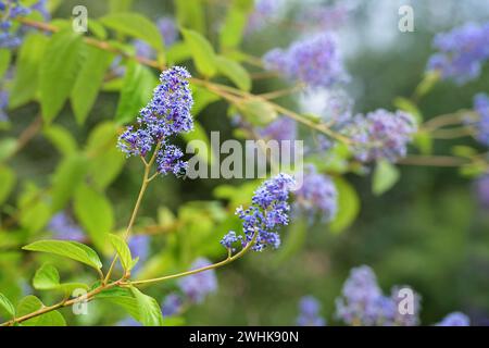 Fleurs de Ceanothus, arbuste fleuri bleu violet pour jardin et parc, également appelé pinceau, lilas de Californie ou buisson de savon, copie s Banque D'Images