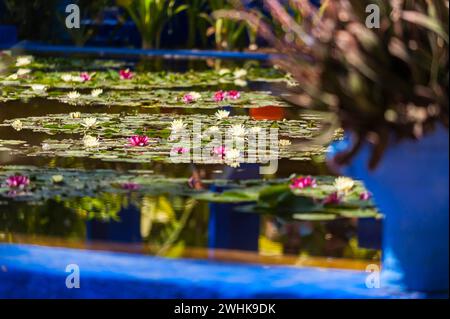 Étang de jardin dans le jardin Majorelle, botanique, nénuphar, eau, étang, flore, plante, botanique, fleur, tropical, climat, architecture, indigo, bleu Banque D'Images