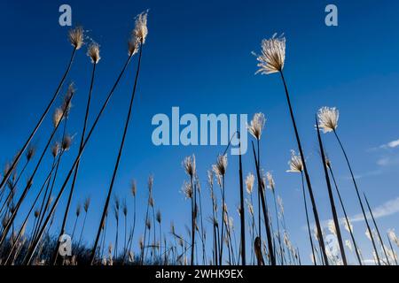 Miscanthus, (Miscanthus sinensis), Poaceae, roseau de Chine, herbe à éléphant, agriculture, agro-industrie, culture arable, plante, énergie, matière première Banque D'Images