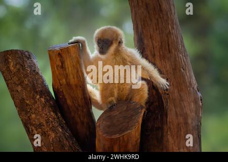 Bébé singe Muriqui du Sud (Brachyteles arachnoides) Banque D'Images