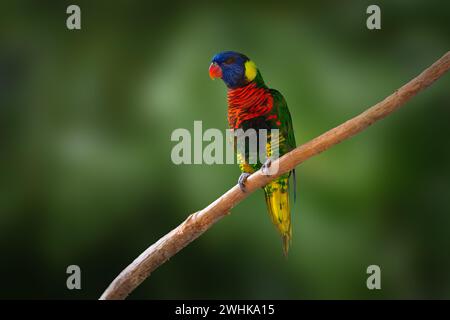 Oiseau de Lorikeet de coco (Trichoglossus haematodus) Banque D'Images
