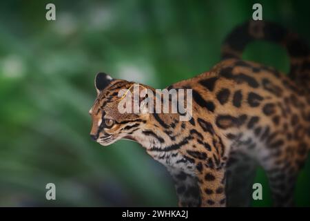 Margay (Leopardus wiedii) - chat sauvage d'Amérique centrale et du Sud Banque D'Images