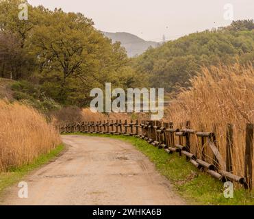 Route de campagne avec une clôture de rail en bois menant à une zone boisée avec des arbres verts luxuriants avec des roseaux dorés au premier plan Banque D'Images